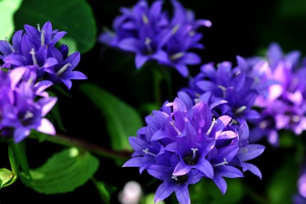 風鈴草種子市場價格多少錢一斤 風鈴草有什么作用