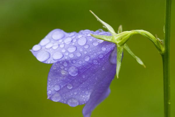風鈴草種子市場價格多少錢一斤 風鈴草有什么作用