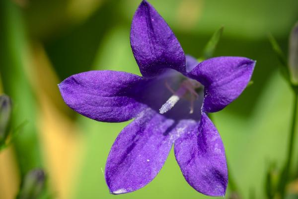 風鈴草種子市場價格多少錢一斤 風鈴草有什么作用