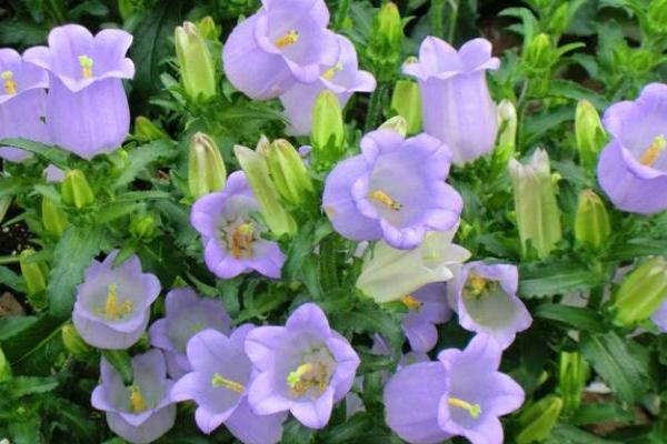 風鈴草種子市場價格多少錢一斤 風鈴草有什么作用