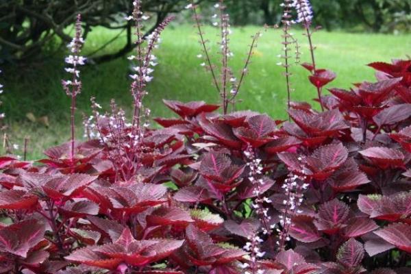 紫蘇籽油的功效與作用及禁忌 紫蘇油口服方法