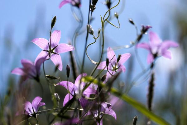 風(fēng)鈴草圖片大全 風(fēng)鈴草花語(yǔ)