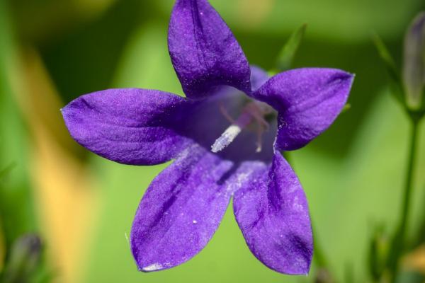 風(fēng)鈴草圖片大全 風(fēng)鈴草花語(yǔ)