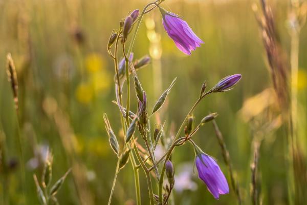 風(fēng)鈴草圖片大全 風(fēng)鈴草花語(yǔ)