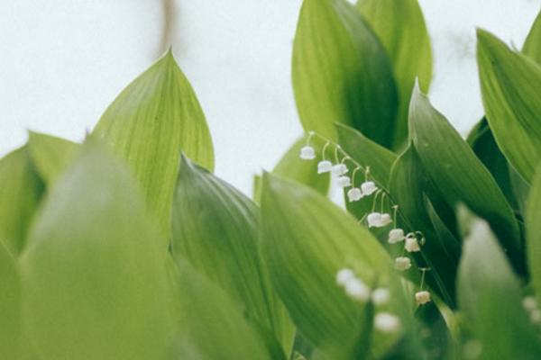 風(fēng)鈴草圖片大全 風(fēng)鈴草花語(yǔ)