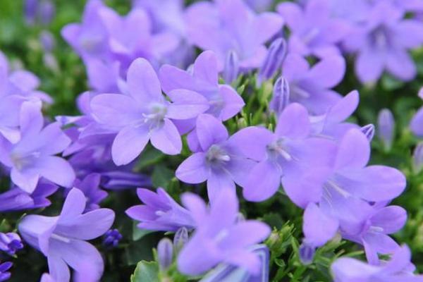 風(fēng)鈴草圖片大全 風(fēng)鈴草花語(yǔ)