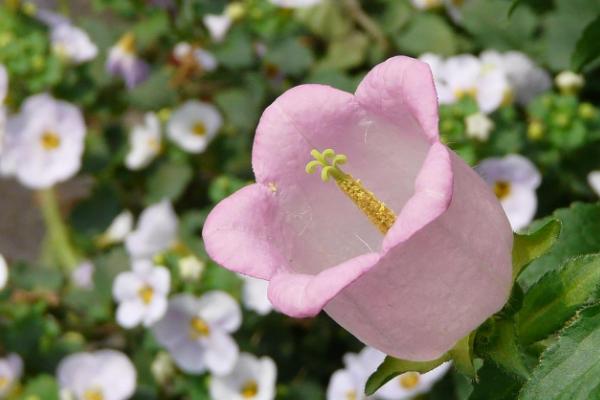 風(fēng)鈴草圖片大全 風(fēng)鈴草花語(yǔ)