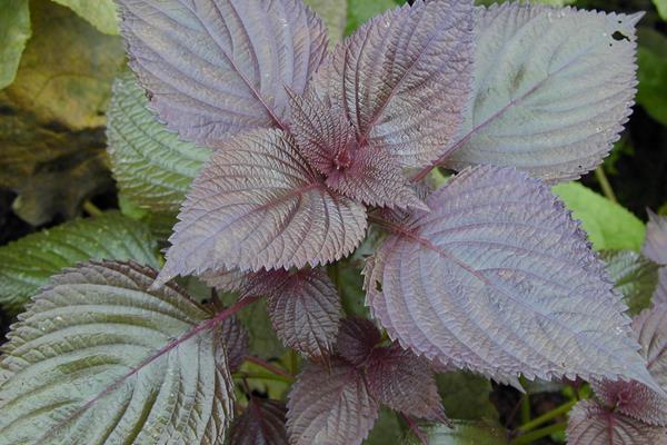 中藥紫蘇仁的產地在哪里  紫蘇的作用