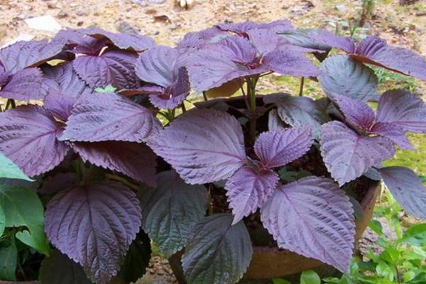 紫蘇水的功效與作用及禁忌 紫蘇水的做法