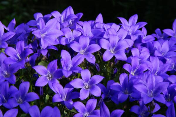 風(fēng)鈴草種子市場(chǎng)價(jià)格多少錢一斤 風(fēng)鈴草有什么作用