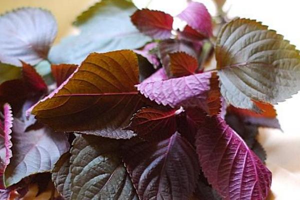 紫蘇煎黃瓜的家常做法 紫蘇煎黃瓜怎么做簡單又好吃