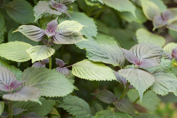 紫蘇葉怎么吃 孕婦可以吃紫蘇嗎