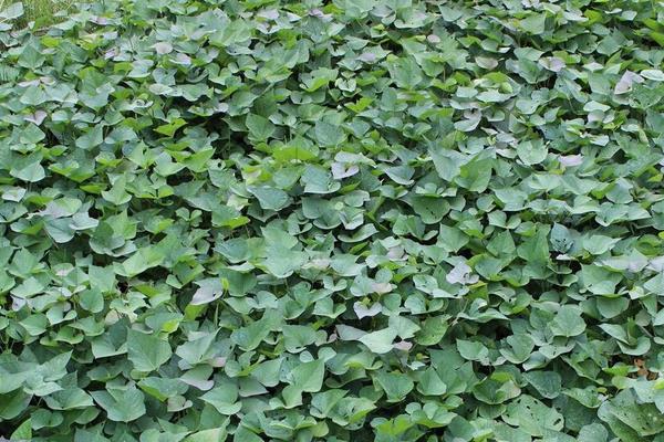 紫蘇葉怎么吃 孕婦可以吃紫蘇嗎