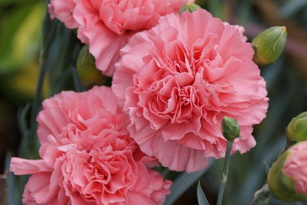 康乃馨一年開幾次花 康乃馨花有哪些顏色