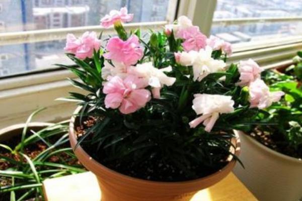 康乃馨怎么養 康乃馨養殖方法與注意事項