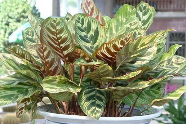 孔雀竹芋圖片大全 孔雀竹芋花語(yǔ)及寓意