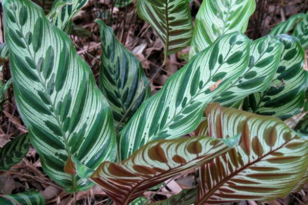 孔雀竹芋葉子焦邊原因及解決方法 孔雀竹芋葉子卷邊怎么辦