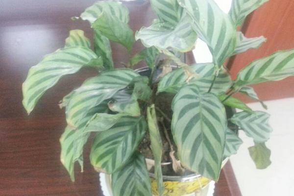 孔雀竹芋有毒嗎 孔雀竹芋能放在室內臥室嗎