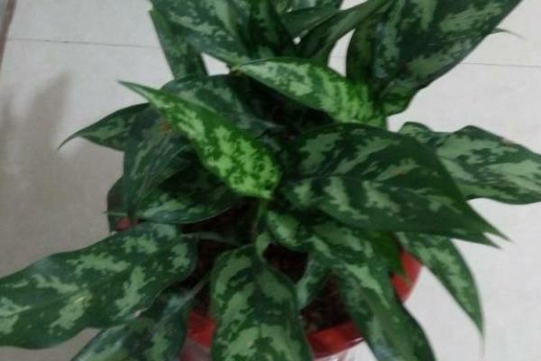 孔雀竹芋怎么養 孔雀竹芋的養殖方法和注意事項