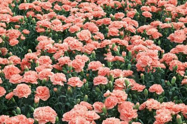 康乃馨市場價格多少錢一朵（一束） 康乃馨怎么挑選