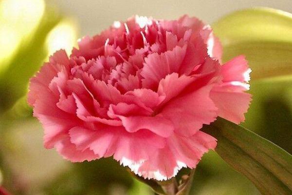 康乃馨市場(chǎng)價(jià)格多少錢一朵(一束) 康乃馨怎么挑選