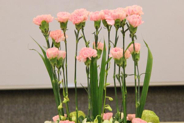 康乃馨市場(chǎng)價(jià)格多少錢一朵(一束) 康乃馨怎么挑選