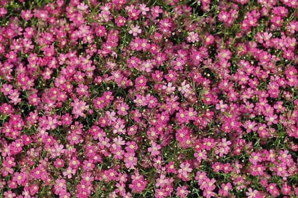 滿天星花圖片大全 滿天星花語