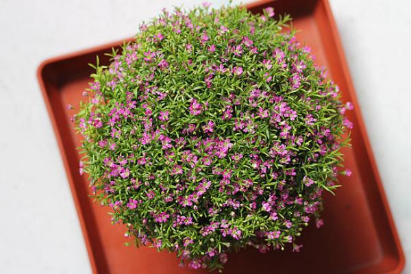 滿天星怎么養 滿天星養殖方法與注意事項