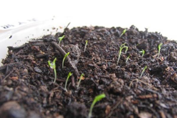 滿天星種子怎么種（什么時候種） 滿天星盆栽種植方法