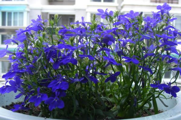 六倍利幾天發芽 六倍利多久澆一次水