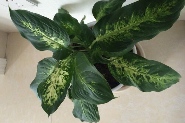 銀皇后葉片變黃的原因及解決方法 銀皇后的繁殖方法