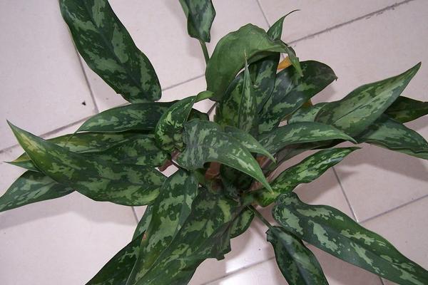 銀皇后怎么養 銀皇后養殖方法與注意事項