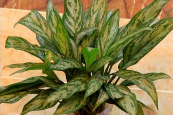 銀皇后怎么養 銀皇后養殖方法與注意事項