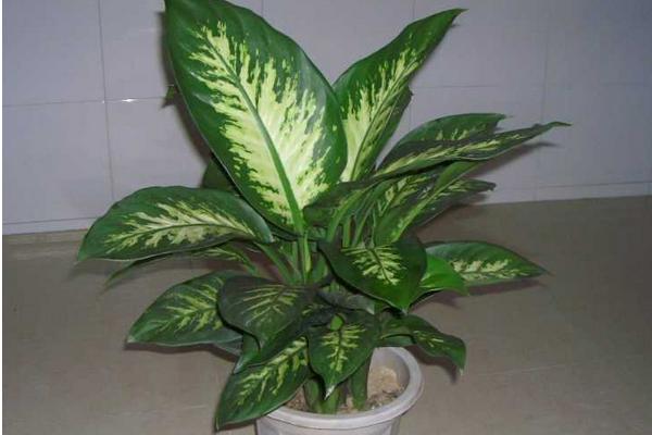 銀皇后怎么養 銀皇后養殖方法與注意事項