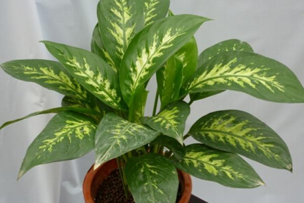 銀皇后怎么養 銀皇后養殖方法與注意事項