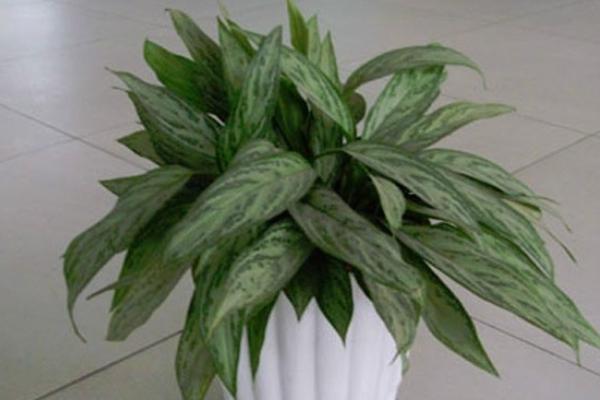 銀皇后怎么養 銀皇后養殖方法與注意事項