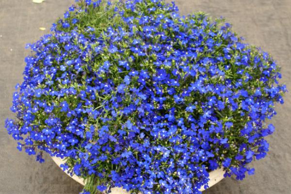 六倍利幾天發芽 六倍利多久澆一次水