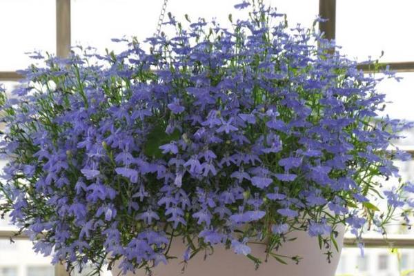 六倍利幾天發芽 六倍利多久澆一次水