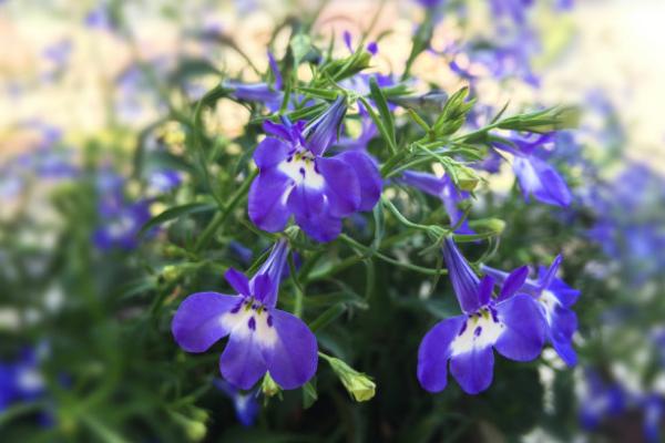 六倍利幾天發芽 六倍利多久澆一次水