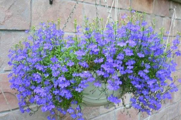 六倍利幾天發芽 六倍利多久澆一次水