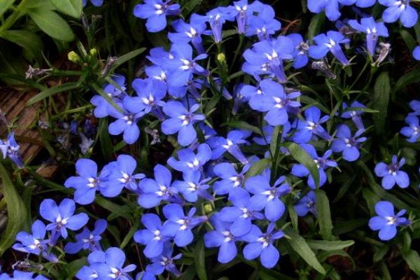 六倍利幾天發芽 六倍利多久澆一次水