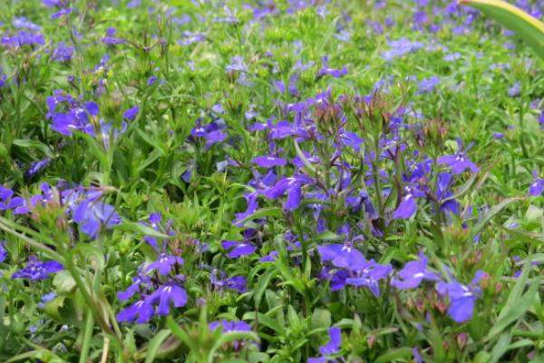 六倍利怎么種 六倍利種植方法與注意事項