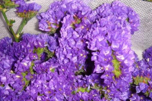 紫羅蘭什么時(shí)候開花（幾月） 紫羅蘭是什么味道