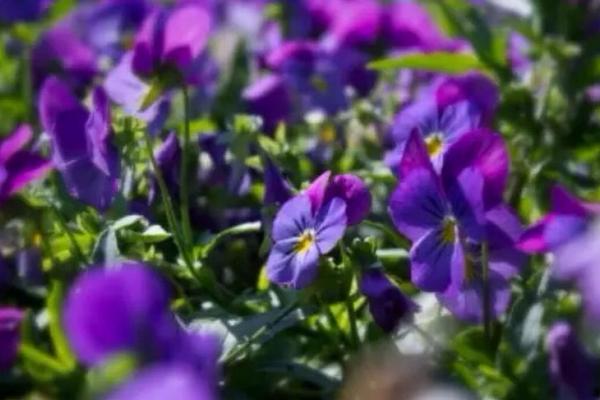 紫羅蘭什么時(shí)候開花（幾月） 紫羅蘭是什么味道