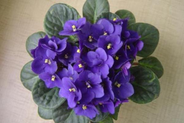 紫羅蘭什么時(shí)候開花（幾月） 紫羅蘭是什么味道