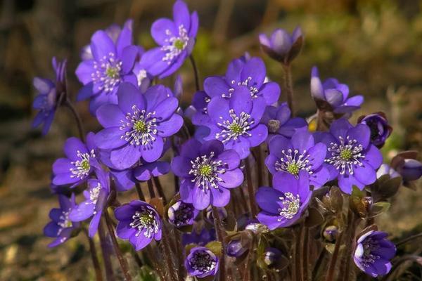 紫羅蘭什么時(shí)候開花（幾月） 紫羅蘭是什么味道