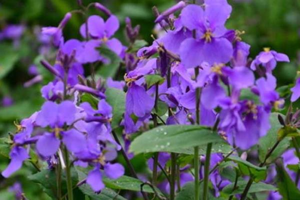 紫羅蘭什么時(shí)候開花（幾月） 紫羅蘭是什么味道