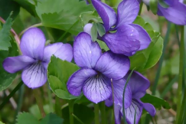 紫羅蘭圖片大全 紫羅蘭花語（傳說、寓意）