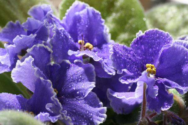 紫羅蘭怎么養(yǎng) 紫羅蘭養(yǎng)殖方法與注意事項(xiàng)