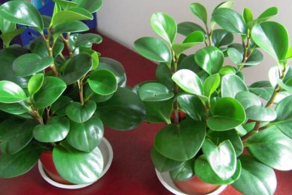 豆瓣綠和碧玉的區(qū)別是什么 豆瓣綠的養(yǎng)殖方法